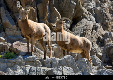 Big Horn Schafe im Anza Borrego Desert State Park, Kalifornien. Stockfoto