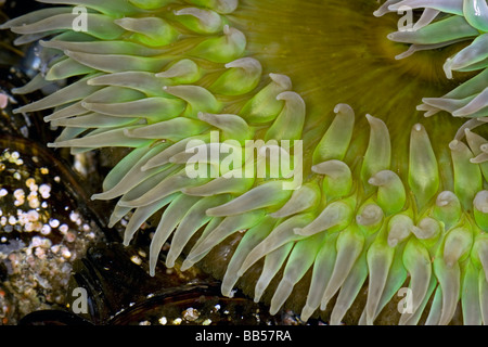 Nahaufnahme der Tentakel eine riesige grüne Anemone. Stockfoto