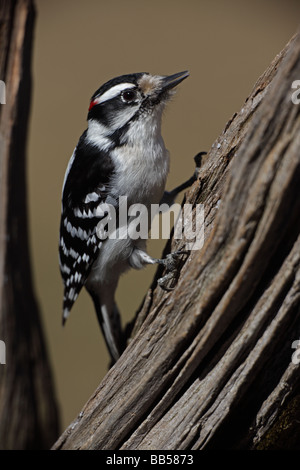 Dunenspecht Picoides Pubescens New York USA gefunden in der Nähe oder in Wäldern ähnlich wie haarige Specht aber kleiner Stockfoto