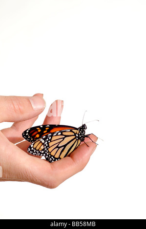 Monarch-Schmetterling auf der männlichen Seite Leben Stockfoto
