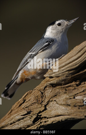 Weißer-breasted Kleiber (Sitta Caolinensis) NewYork - USA Stockfoto