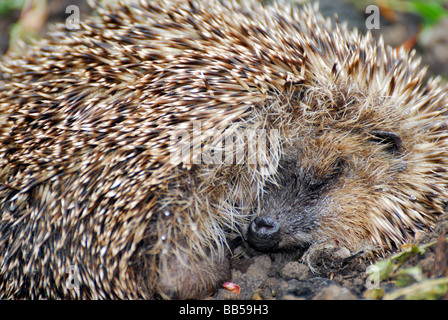 Nahaufnahme eines schlafenden Igel Stockfoto