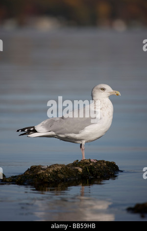 Silbermöwe (Larus Argentatus) New York - USA - Erwachsenen thront auf Felsen See Stockfoto