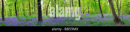 Bluebell Holz auf die North Downs Surrey England Großbritannien Stockfoto