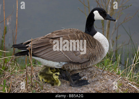 Kanadagans (Branta Canadensis) Mutter auf Nest mit frisch geschlüpften Jungen - New York - USA Stockfoto