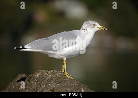 Ring-billed Möwe - New York - USA - Erwachsene Stockfoto