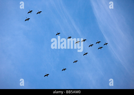 Kanadagans (Branta Canadensis) NewYork - USA - im Formationsflug Stockfoto