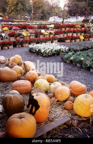 Kürbisse und Topfblumen auf den Bauernmarkt. Stockfoto