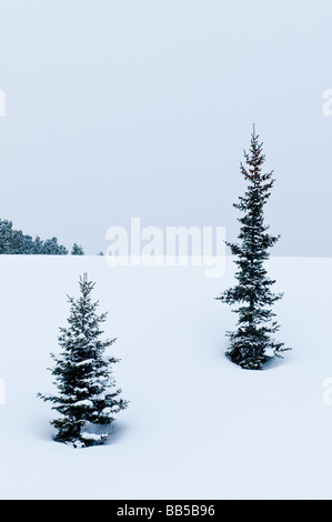 Tannen in einer verschneiten Landschaft im Banff Nationalpark in Kanada Stockfoto
