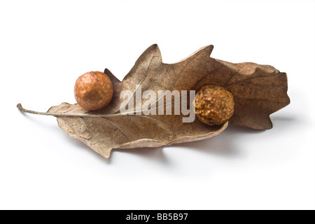 Kirsche wie Gallen an einer pubertierenden Eichenblatt (Frankreich). Galles de Cerise, Sur Une Feuille de Chêne pubertierenden (Frankreich). Stockfoto