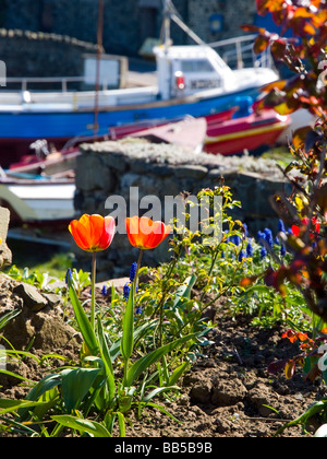 Der Hafen von Craster, einem Fischerdorf an der Northumberland Küste England UK Stockfoto