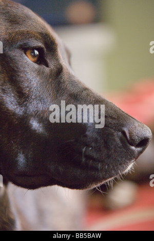 Profil von Retriever-Lab-Mix-Hund Stockfoto