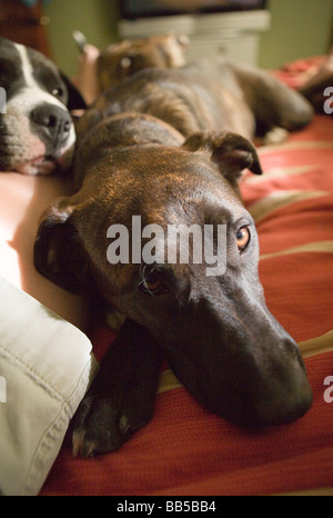 Nahaufnahme von Hunde schlafen auf einem Bett schauen traurig Stockfoto