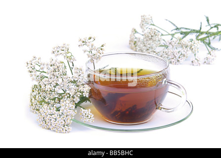 Tee Schafgarbe Tee Schafgarbe 02 Stockfoto