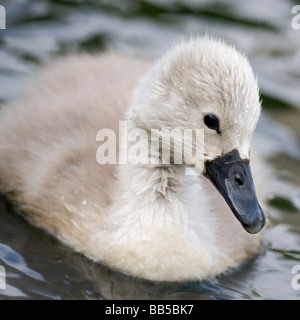 Profil von einem Cygnet Höckerschwan (Cygnus Olor) bedeckt mit Wassertropfen nach rechts schauend, mit seinem Kopf zu einer Seite gespannt Stockfoto