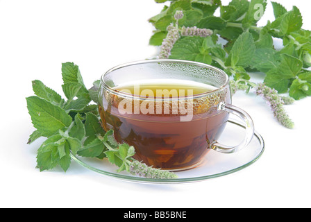 T-Stück Orangenminze Tee Mentha Citrata 03 Stockfoto