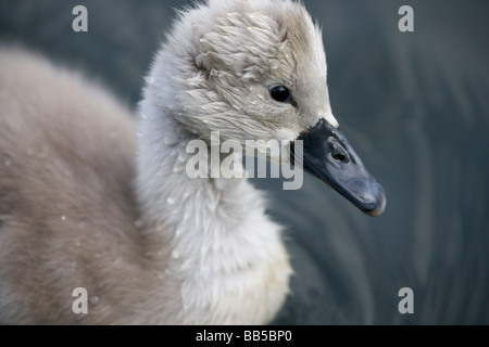 Profil von einem Cygnet Höckerschwan (Cygnus Olor) nach rechts schauend Stockfoto