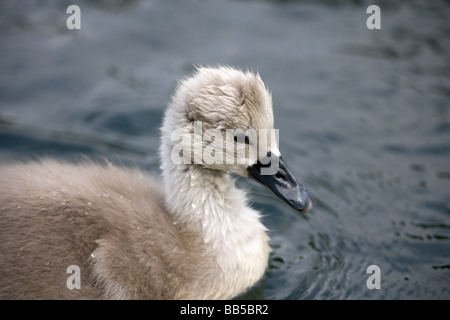 Profil von einem Cygnet Höckerschwan (Cygnus Olor) nach rechts schauend Stockfoto