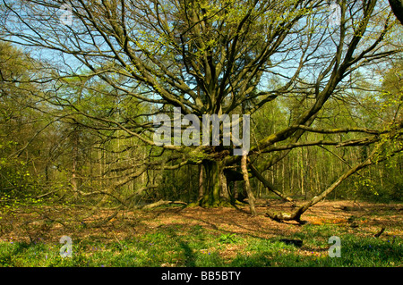 Alte Buche im Frühjahr Stockfoto