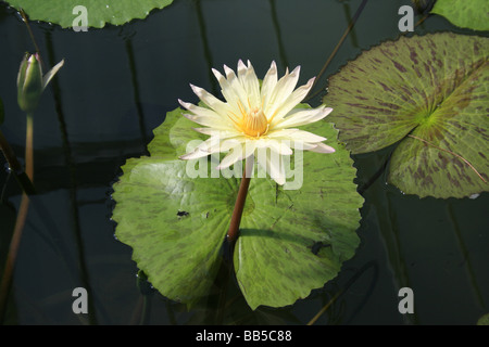 Seerosen im Haus Seerose, Kew Stockfoto