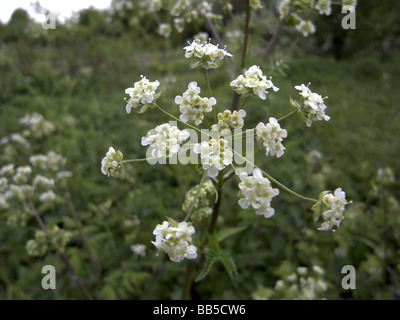 Kuh Petersilie (Anthriscus Sylvestris) Stockfoto