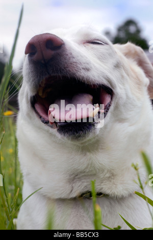 Glücklicher Hund Stockfoto