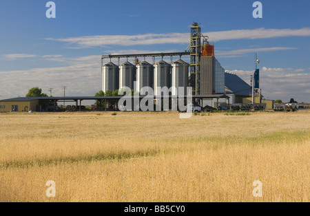 Weizen-Produktionsstätte in Sacramento Valley in der Nähe von Delta Stockfoto