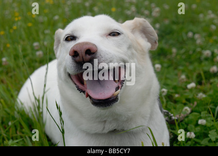 Glücklicher Hund Stockfoto