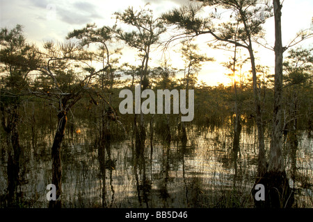 Florida Everglades Marsh Stockfoto
