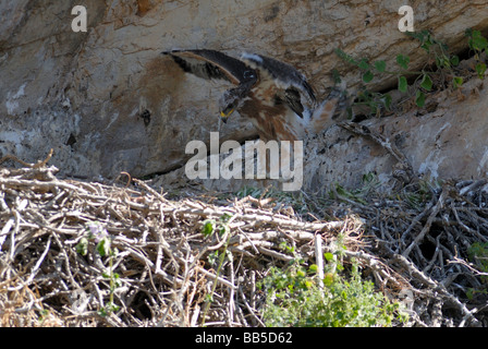 Bonelli Adler-Küken im nest Ausübung Flügel Stockfoto