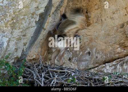 Bonelli Adler-Küken im nest Ausübung Flügel Stockfoto