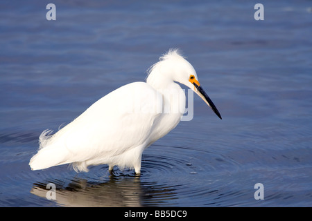 Ein Weißer Reiher watet durch Elkhorn Slough in Moss Landing, California. Stockfoto