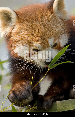 Roter Panda, der Blatt frisst Stockfoto