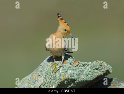 Wiedehopf Upupa Epops Extremadura Spanien Stockfoto