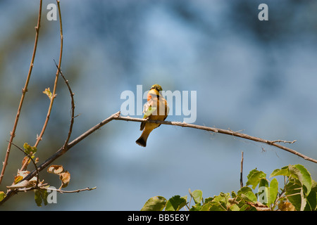 Bunten hellen gelben und grünen Madagaskar-Biene-Esser thront auf Zweig im Okavango Delta in Botswana Stockfoto