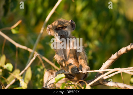 Cute afrikanische Spinne Affe sitzt im Baum close up Soft dappled Licht von der Kamera Augen leuchtet durch die untergehende Sonne spielt mit einem Stock Stockfoto