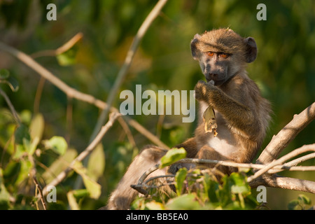 Cute ausdrucksstarke Afrikanische spinne Affe sitzt im Baum in der Nähe von weichem, warmem Licht Big Eyes Wide Open Augenkontakt beleuchtet und Spielen mit Stick Stockfoto