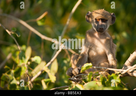 Cute ausdrucksstarke Afrikanische spider monkey Aufmerksam sitzen im Baum in sanften dappled Licht aufmerksam beobachten die Zuschauer großen Augen durch die untergehende Sonne leuchtet Stockfoto