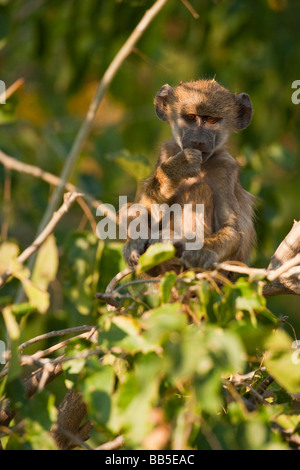 Close up niedlichen Afrikanische spinne Affe sitzt im grünen Baum, Daumen im Mund Denken in weichen dappled Licht, direkten Augenkontakt, Augen durch die untergehende Sonne leuchtet Stockfoto