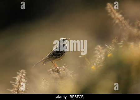 Wiese Pieper, Anthus pratensis Stockfoto