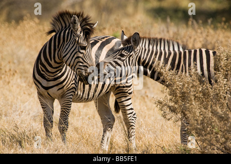 In Botswana Safari scheinen zwei Zebra Gruß einander in lustiger Pose sie küssen oder sprechen Stockfoto