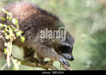 Gemeinsamen Klettern in einem Baum - Procyon Lotor Waschbären Stockfoto