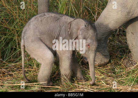 Drei Tage alte indische Elefant Elephas Maximus Indicus genommen In Kaziranga Nationalpark, Assam, Indien Stockfoto