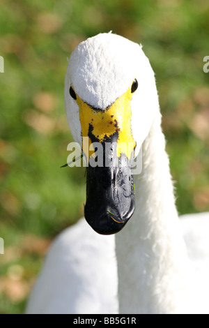 Porträt von Kopf und Bill von Bewick ´s Schwan Cygnus Bewickii genommen bei Martin bloße WWT, Lancashire, UK Stockfoto