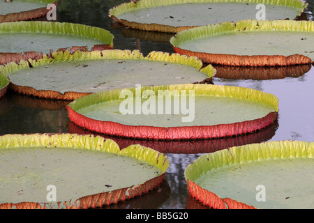 Riese Amazon Water Lily Pads schwimmend im Teich an die indische botanische Gärten, Shibpur, Howrah, in der Nähe von Kolkata, Indien Stockfoto