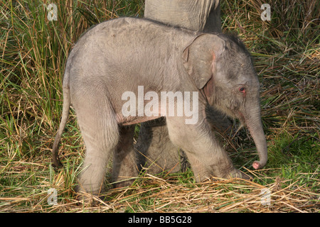 Drei Tage alte indische Elefant Elephas Maximus Indicus genommen In Kaziranga Nationalpark, Assam, Indien Stockfoto