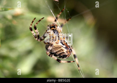 Europäischen Garten Spinnen / diadem Spider / Kreuz Spinne / Kreuz
