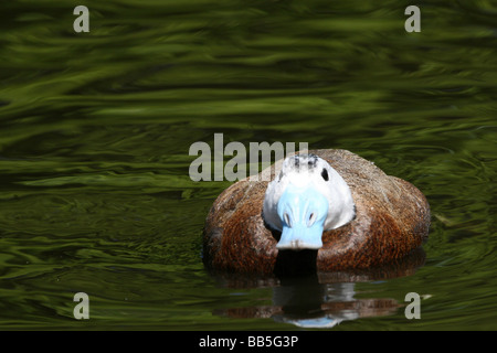 Männliche White Ente Oxyura Leucocephala Schwimmen bei Martin bloße WWT, Lancashire UK Stockfoto