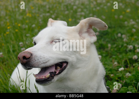 Glücklicher Hund Stockfoto