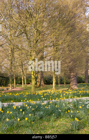 Bushy Park Teddington London England Stockfoto